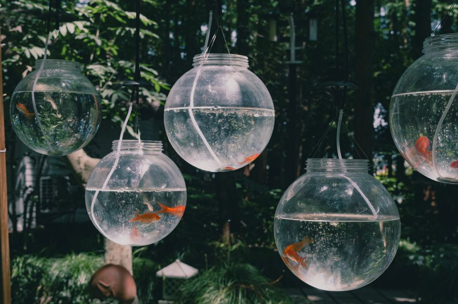 Dicas para Decorar Áreas Externas com Aquários em 2026: Guia Completo e Prático