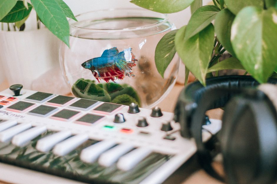 Imagem de um setup de produção musical com plantas decorativas ao fundo, ilustrando criatividade e criatividade no ambiente de trabalho.