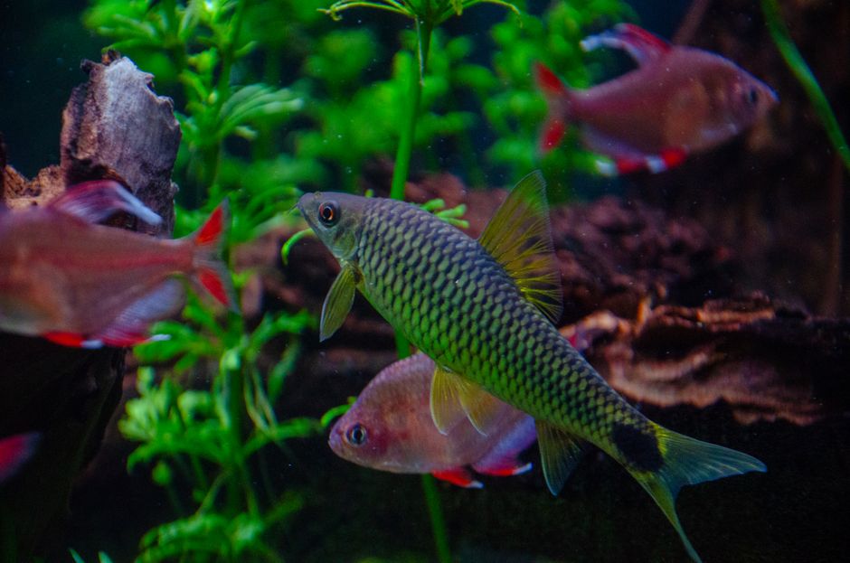 Imagem de peixes coloridos em um aquário, destacando a beleza da fauna aquática decorativa.