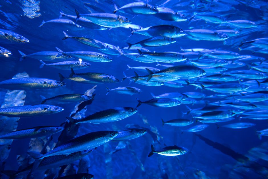 Imagem de um cardume de peixes nadando em águas profundas, transmitindo a beleza da vida marinha e a importância da conservação oceânica.