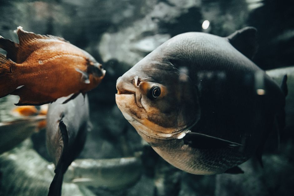 Peixes em um aquário, destacando a diversidade de espécies aquáticas e a observação de vida marinha.