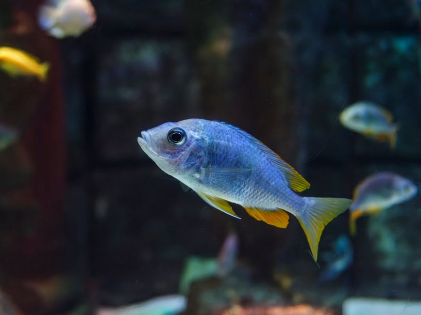 Peixes coloridos em um aquário, destacando a beleza e diversidade da vida marinha para um artigo sobre ecologia aquática.