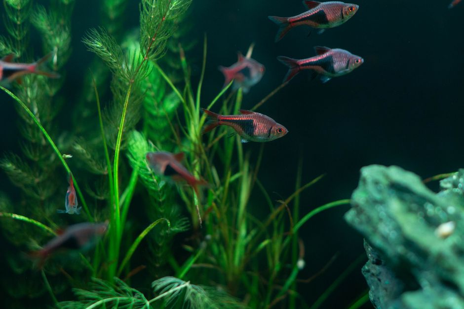 Imagem de um aquário com peixes coloridos e plantas aquáticas, representando o tema de ecologia aquática e conservação.
