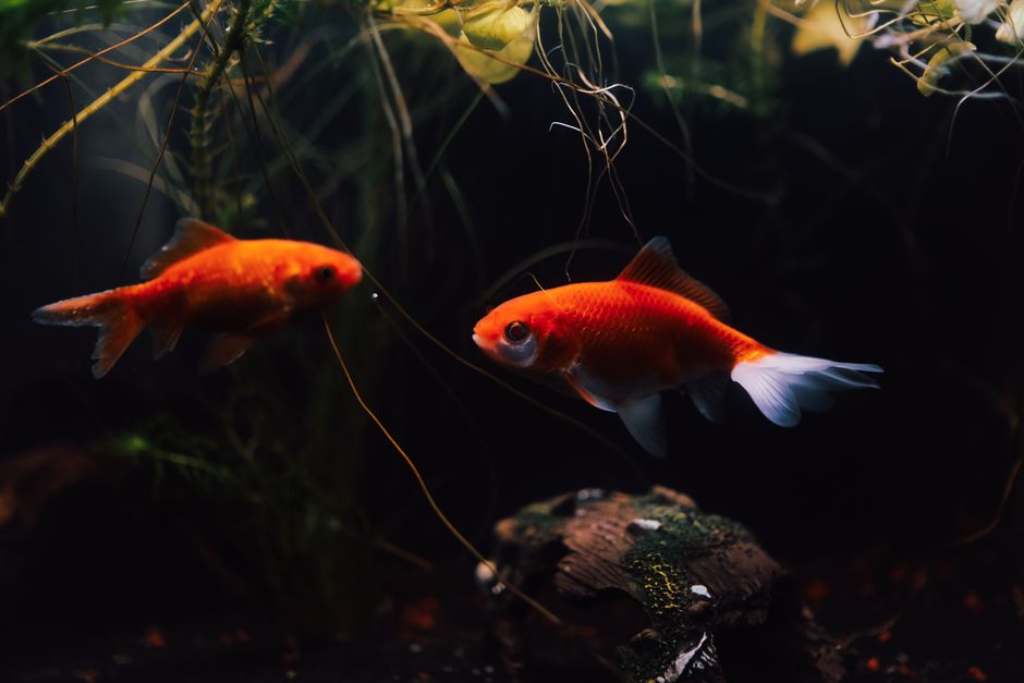 Imagem de dois peixes de cores vibrantes em um ambiente aquático com plantas aquáticas ao fundo, representando diversidade e vida marinha.