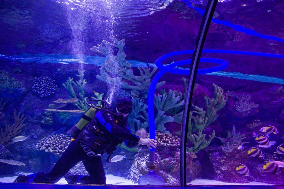 Pessoa realizando mergulho em aquário com destaque para o ambiente marinho e a equipe de mergulho profissional