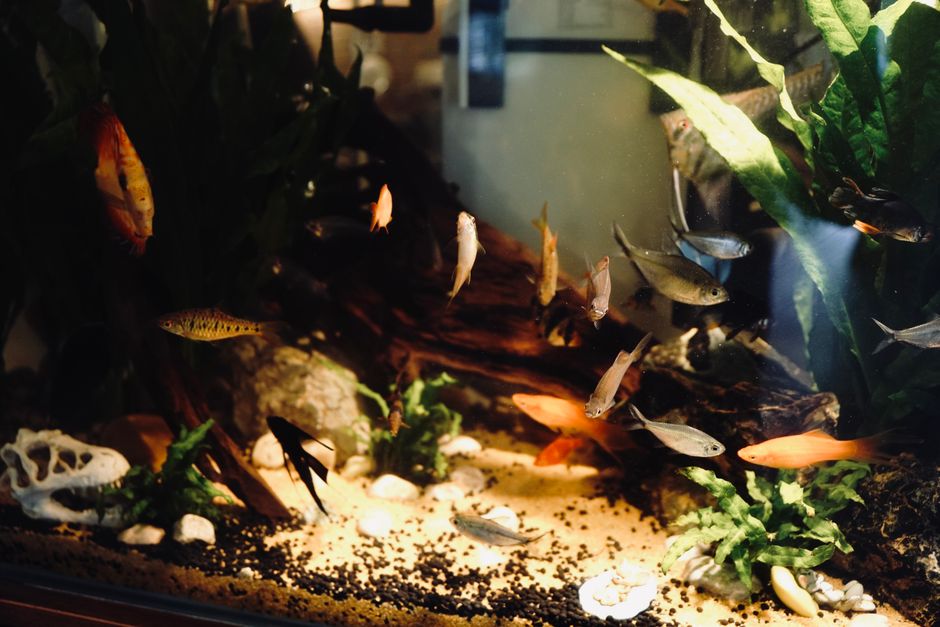 Dicas para Manter Peixes Ornamentais em Casa: Guia Completo 2026