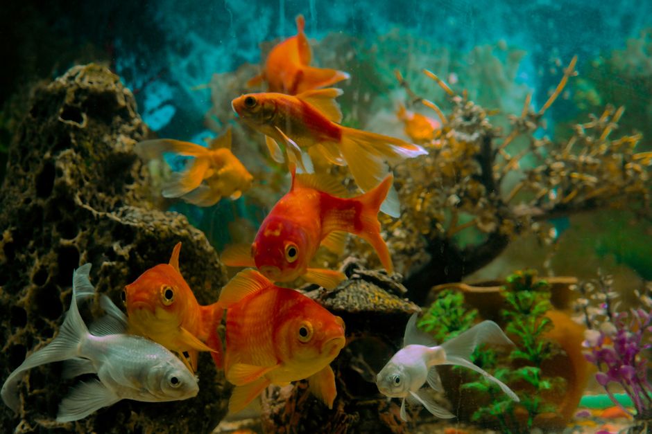 Imagem de peixes coloridos nadando em um aquário decorado com elementos naturais e plantas artificiais.