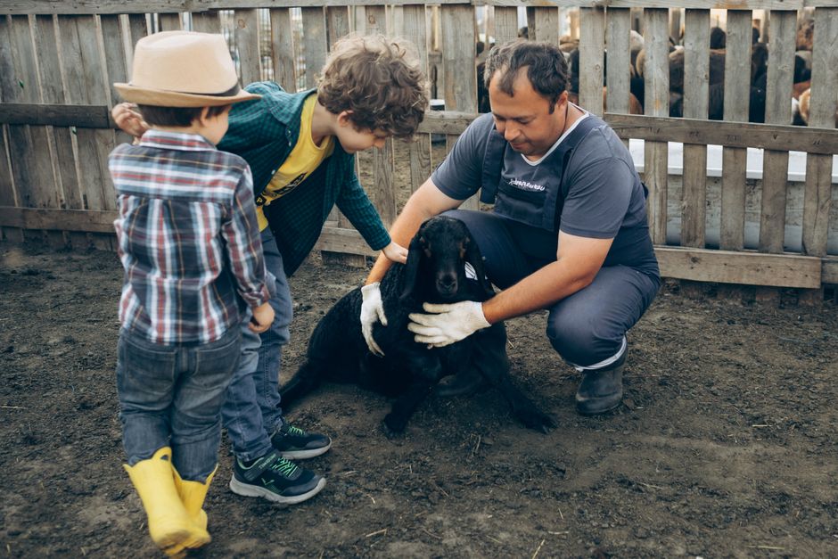 Dicas para aprender sobre animais de estimação em 2026: Guia completo para iniciantes e apaixonados