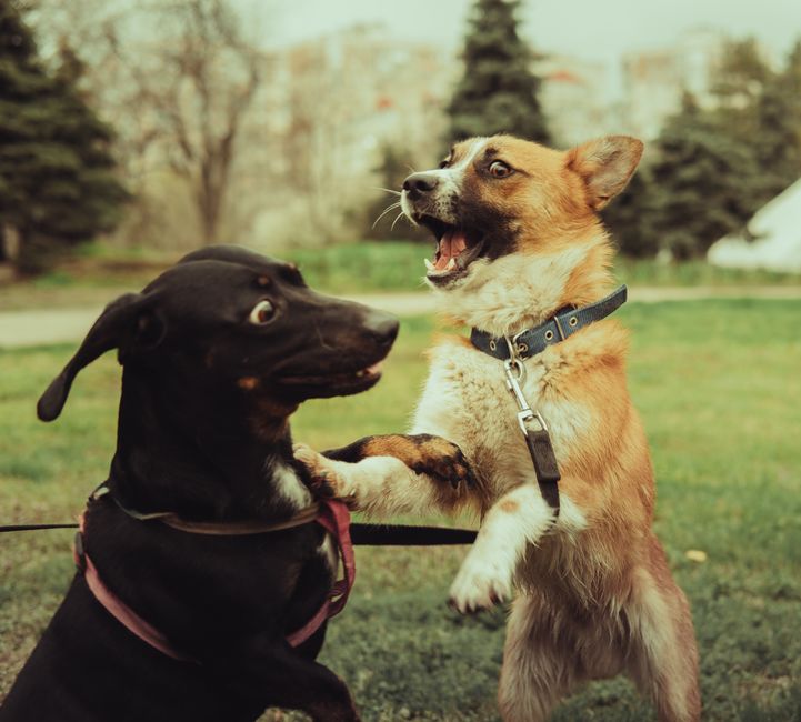 Dois cães brincando e interagindo ao ar livre, mostrando uma cena de diversão e convivência entre animais de estimação.
