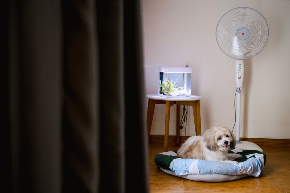 Dicas para montar um aquário no quarto do hotel em 2026: guia completo