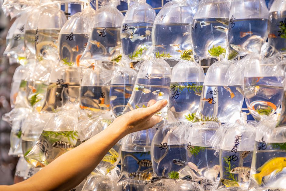 Imagem de peixes em bolsas de plástico com água, comum em feiras e mercados de pescados.