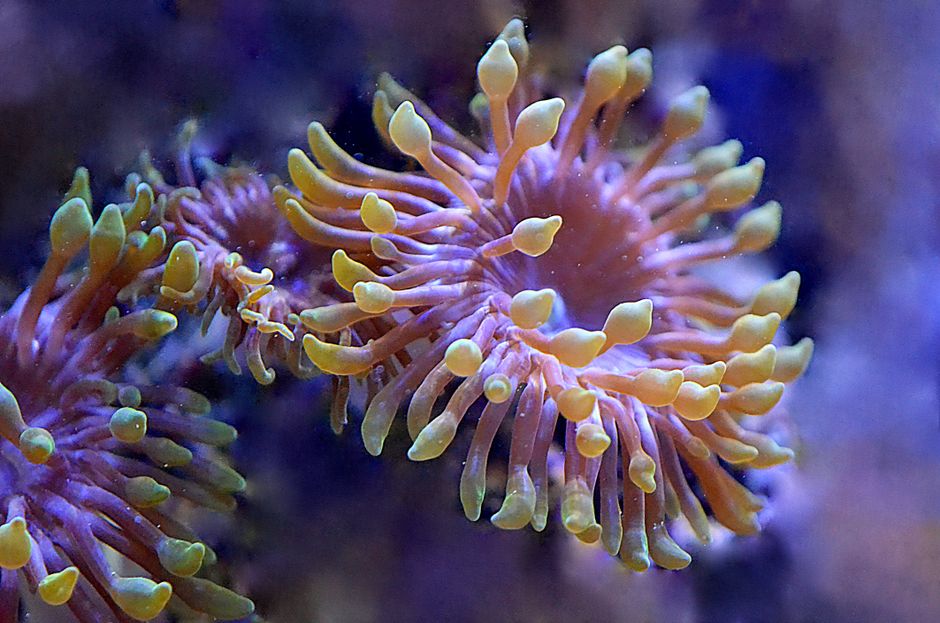 Imagem de um grupo de corais do mar, destacando a variedade de formas e cores sob a água.