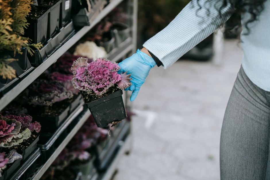 Dicas para Montar uma Loja Virtual de Produtos para Jardinagem em 2026: Guia Completo