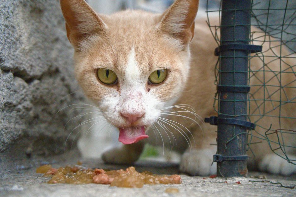 Como montar uma rotina alimentar saudável para seu gato