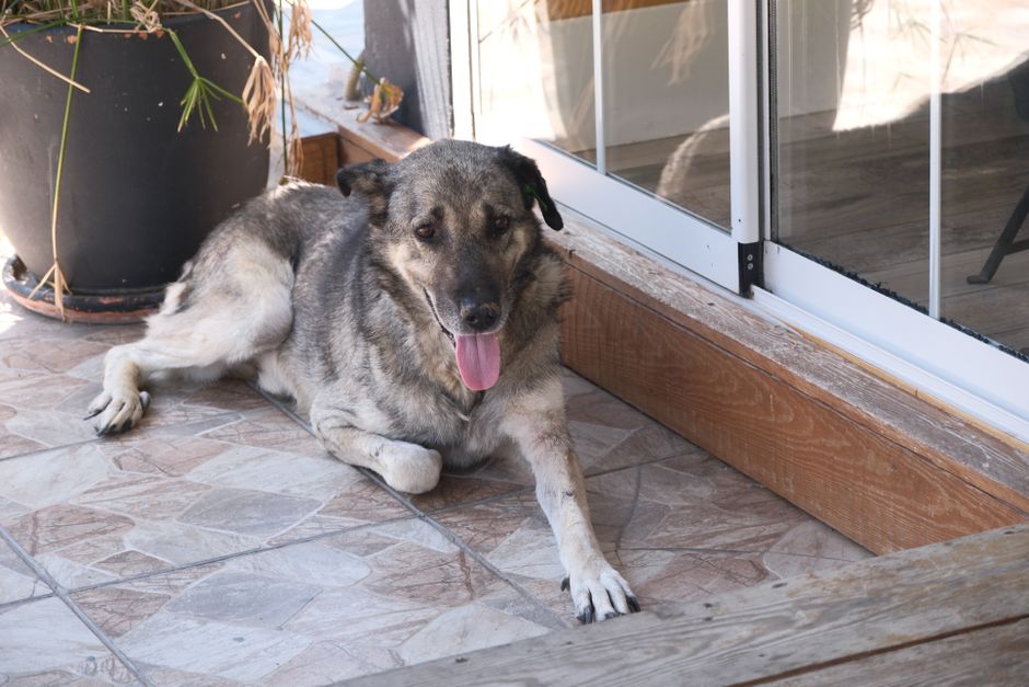 Estilo e Decoração Pet Friendly