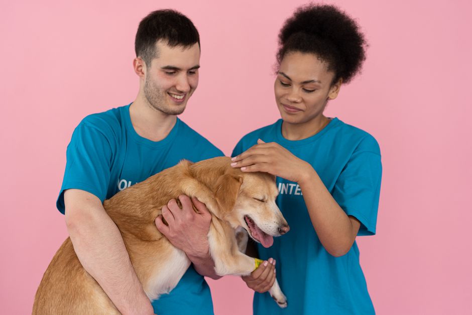 Como montar um projeto educacional sobre cuidados com animais em 2026: guia completo